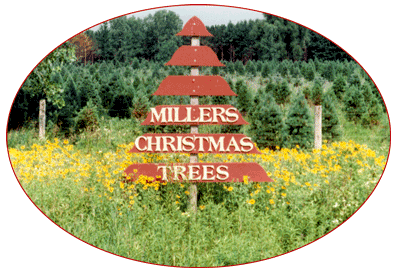 MILLER'S CHRISTMAS TREE FARM